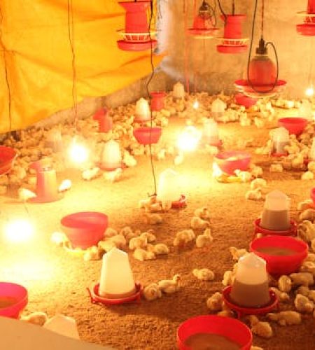A brightly lit indoor hatchery with numerous chicks under warming lamps.