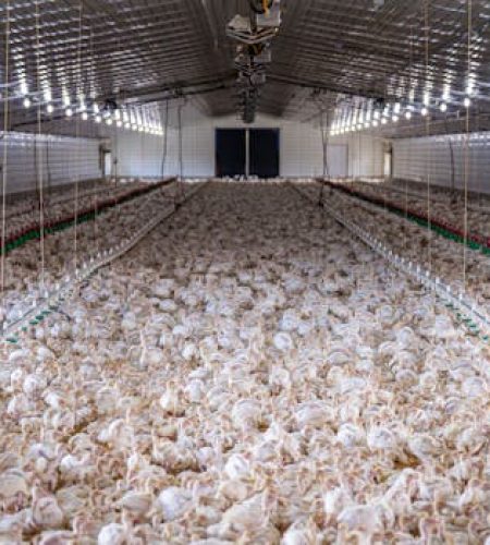 A large flock of chickens inside a modern poultry farm facility.